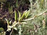 Oxytropis ferganensis