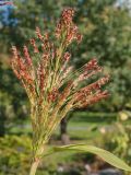 Sorghum saccharatum