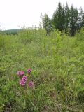 Pedicularis interioroides. Цветущие растения на сыром лугу с кустарниками. Республика Бурятия, Баунтовский эвенкийский р-н, окр. пос. Северный, долина р. Има, речная терраса. 27.06.2013.