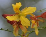 Parkinsonia aculeata