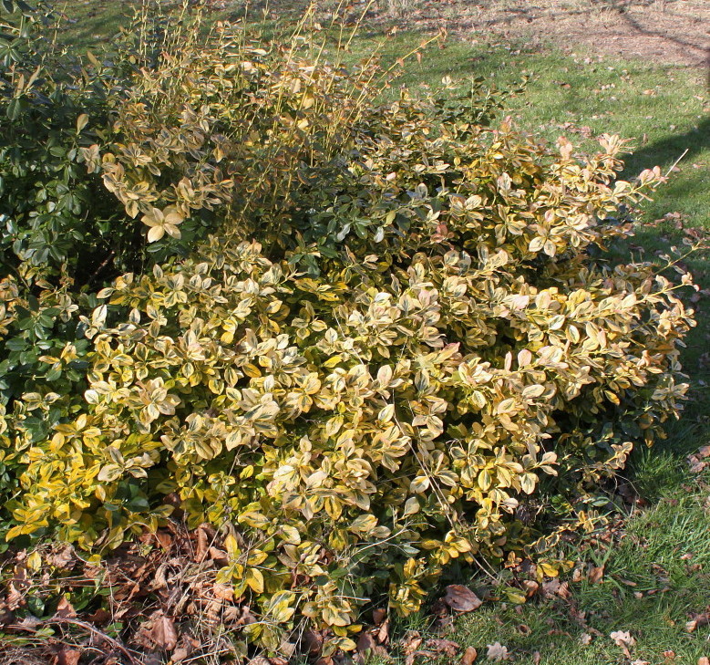 Изображение особи Euonymus japonicus.