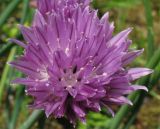 Allium schoenoprasum