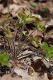 Hepatica nobilis