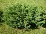 Juniperus × pfitzeriana. Растение на клумбе. Кемеровская обл., г. Прокопьевск. 06.07.2014.