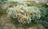 Salix lanata. Плодоносящий куст. Кольский п-ов, побережье Восточного Мурмана, окр. пос. Дальние Зеленцы, Дальний Пляж. Август 2005 г.