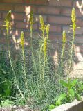 Asphodeline lutea