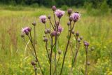 Cirsium setosum. Верхушка цветущего растения. Новгородская обл., Боровичский р-н, юго-восточнее дер. Селино, луг. 11.07.2015.