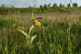 Cypripedium calceolus. Цветущее растение на низкотравном лугу. Ленинградская обл., Гатчинский р-н, окр. пос. Пудость, заброшенный травертиновый карьер. 30.05.2015.