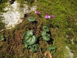 Cyclamen coum