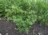 Geranium divaricatum