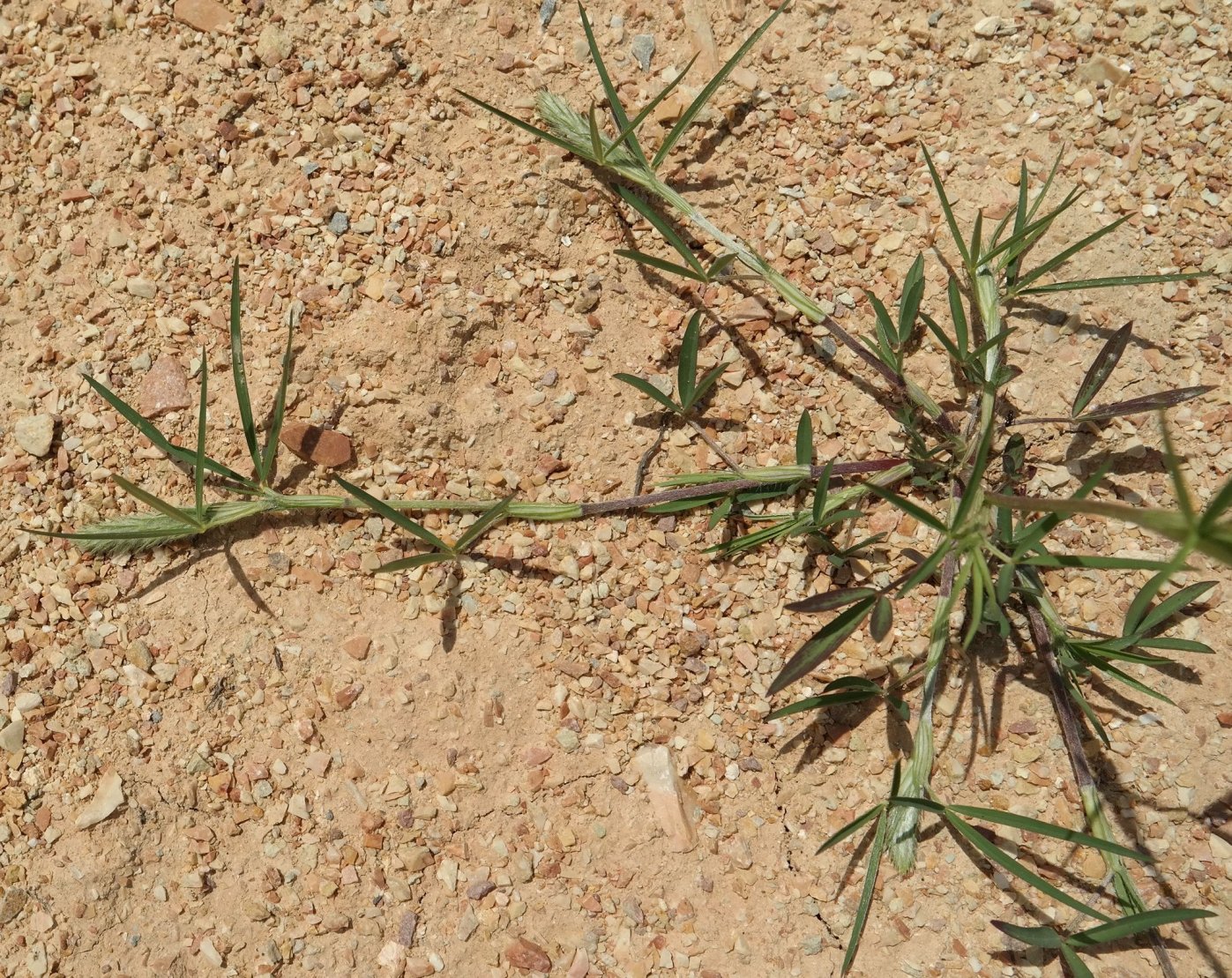 Изображение особи Trifolium angustifolium.