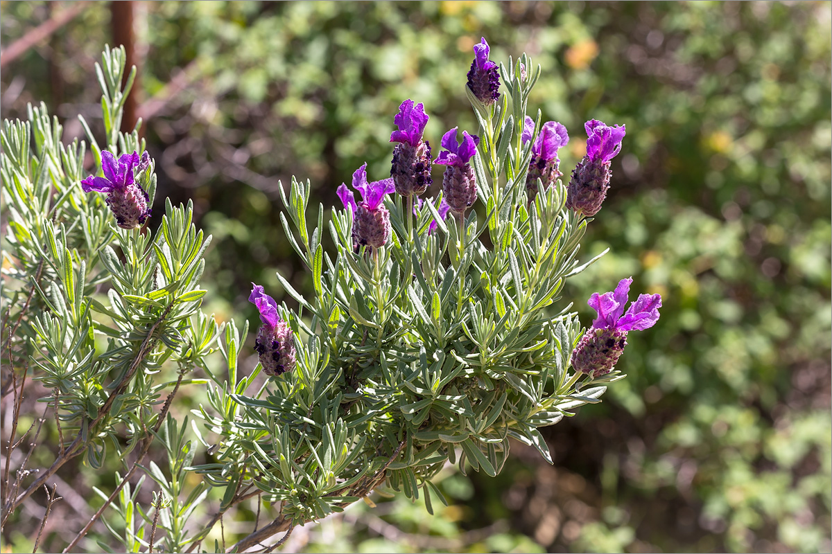 Изображение особи Lavandula stoechas.