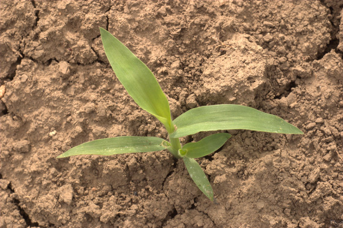 Изображение особи Digitaria sanguinalis.