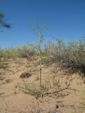 Ferula dubjanskyi. Зацветающее растение. Казахстан, Южное Прибалхашье, пустыня Таукум, барханные пески. 21 мая 2016 г.