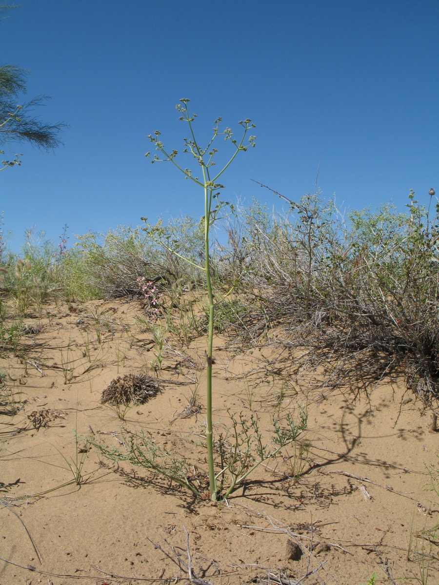 Image of Ferula dubjanskyi specimen.