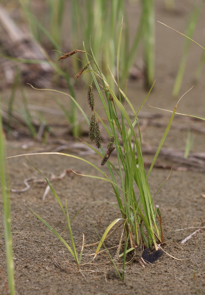 Изображение особи Carex cryptocarpa.