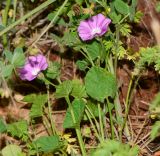 Convolvulus coelesyriacus. Цветущие растения на обочине грунтовой дороги. Израиль, Нижняя Галилея, г. Верхний Назарет, ландшафтный парк. 27.03.2017.