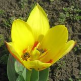 род Tulipa