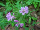 род Geranium