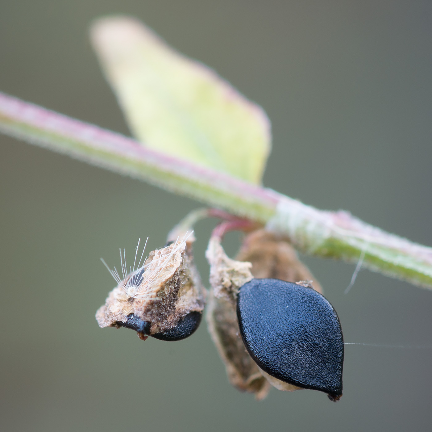 Изображение особи Fallopia convolvulus.