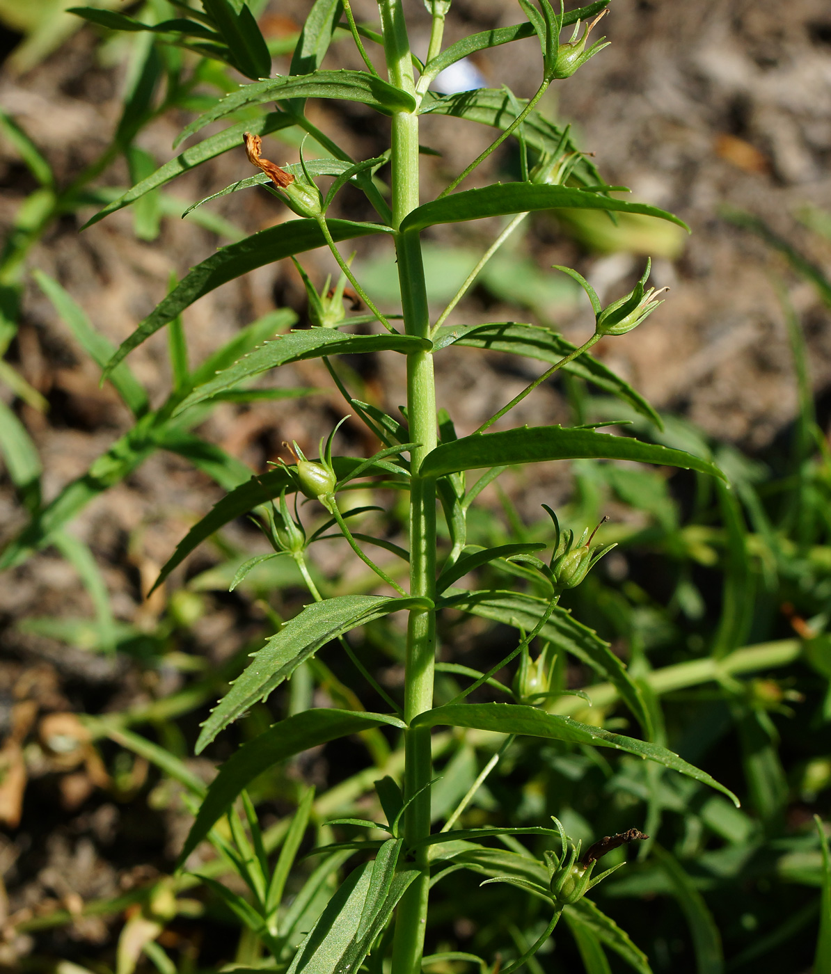 Изображение особи Gratiola officinalis.