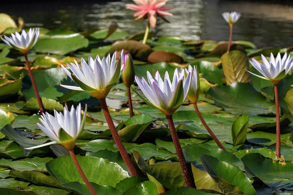 Изображение особи Nymphaea odorata.