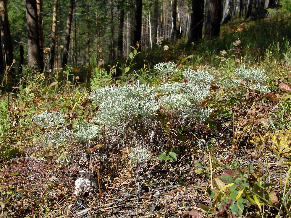 Изображение особи Artemisia sericea.