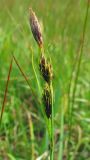 Carex gmelinii