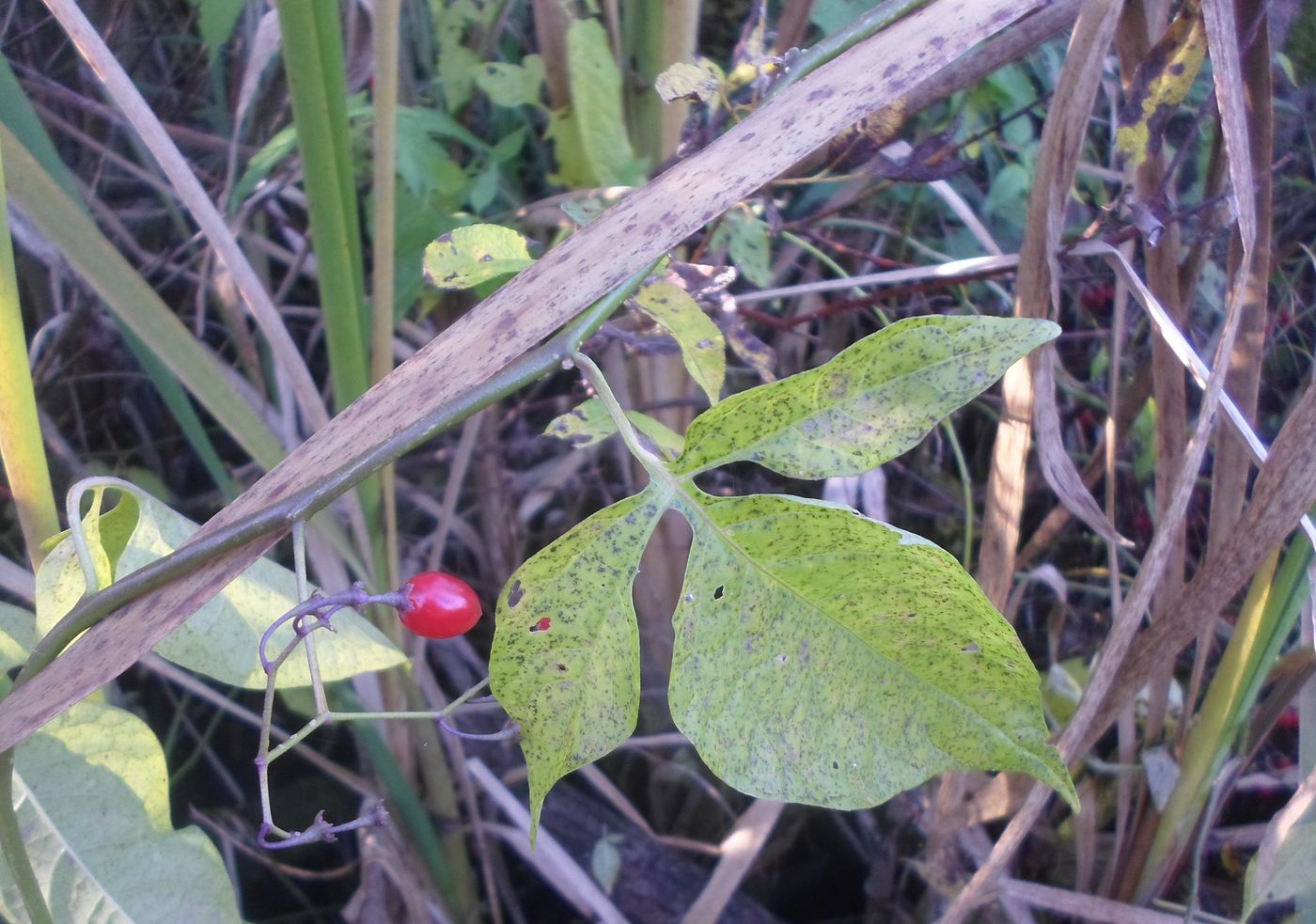 Изображение особи Solanum dulcamara.