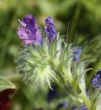 Echium plantagineum