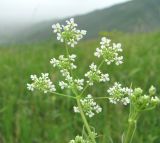 Chaerophyllum bulbosum