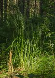 Calamagrostis obtusata. Зацветающее растение. Пермский край, Добрянский р-н, Вильвенское сельское поселение, окр. дер. Шкарята, долина р. Вильва, смешанный лес. 22 июля 2018 г.