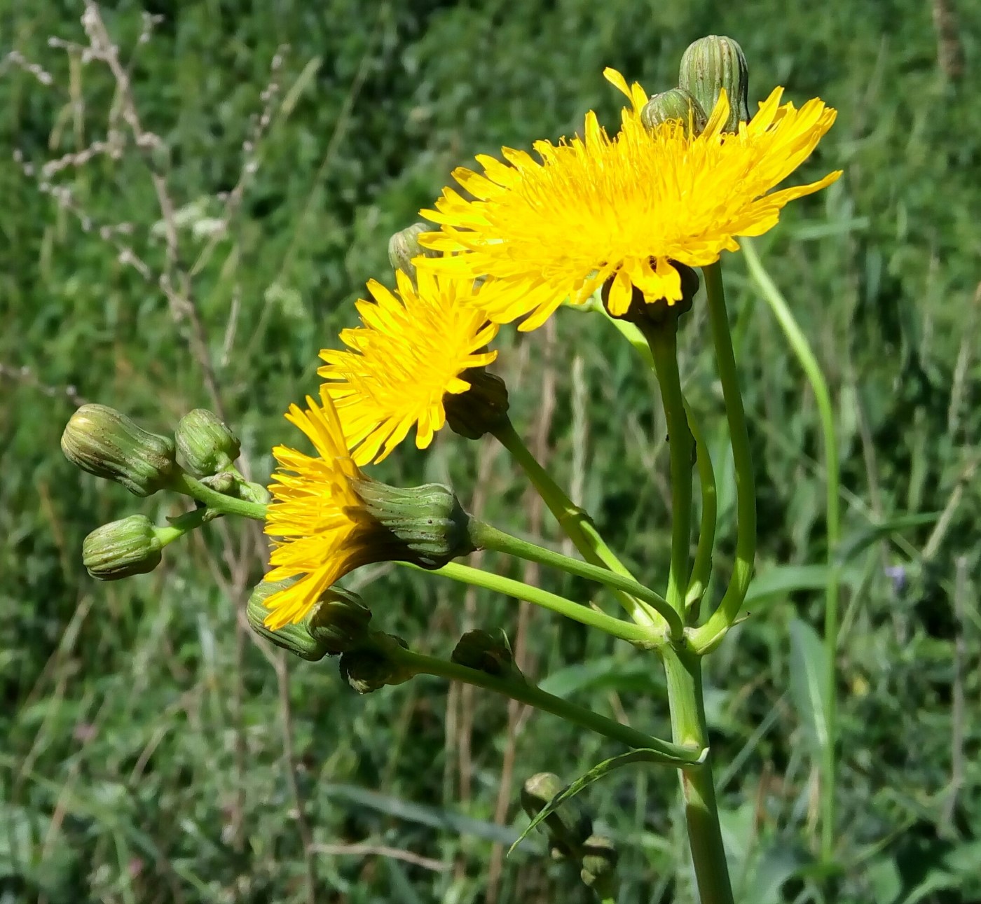 Изображение особи Sonchus arvensis ssp. uliginosus.