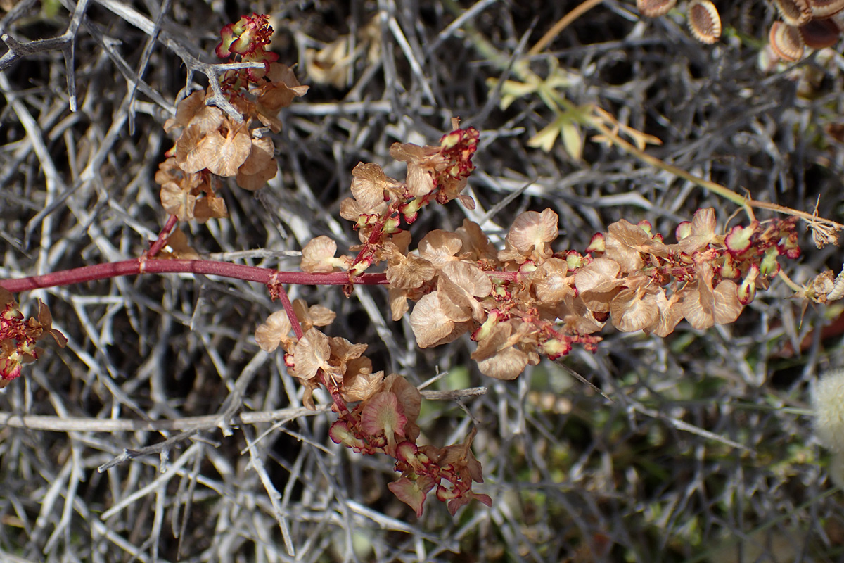 Изображение особи Rumex tuberosus ssp. creticus.