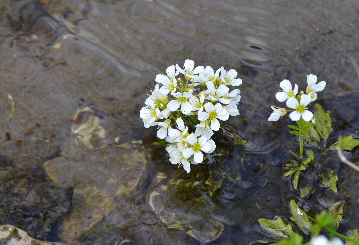 Изображение особи Cardamine amara.