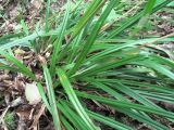 Carex pendula