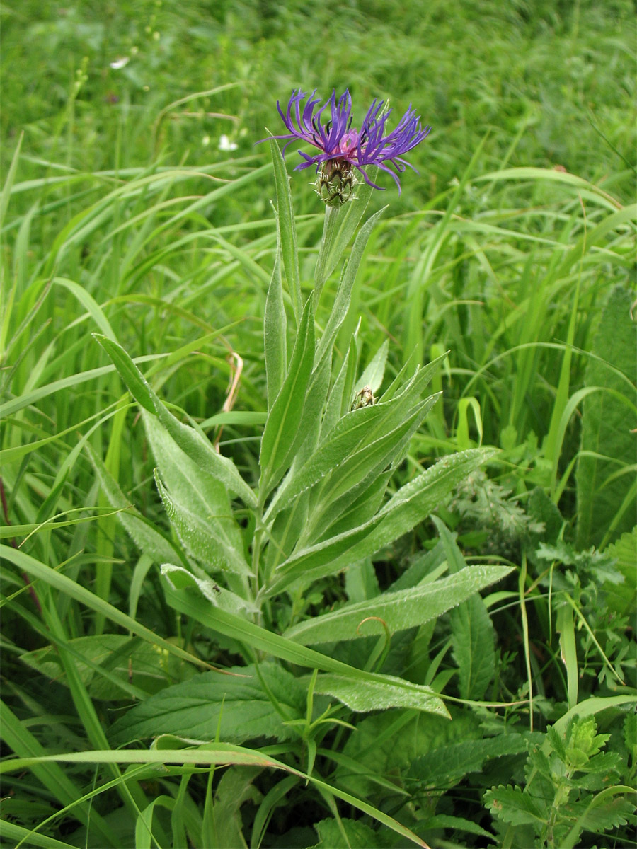 Изображение особи Centaurea stricta.