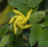 Datura innoxia