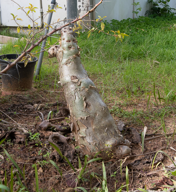 Изображение особи Cyphostemma currorii.