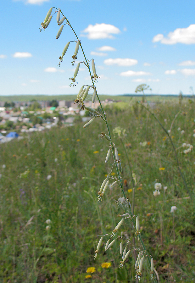 Изображение особи Silene chlorantha.