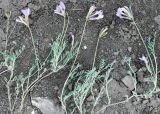 Astragalus macropus