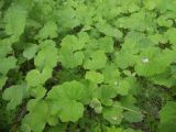 Tussilago farfara