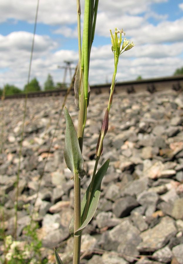 Изображение особи Turritis glabra.