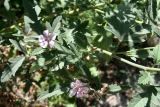 Althaea broussonetiifolia