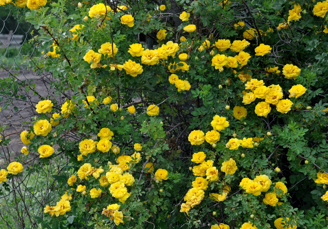 Изображение особи Rosa foetida var. persiana.