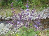 Salvia verticillata