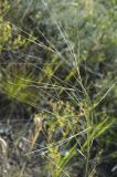 Stipa krylovii