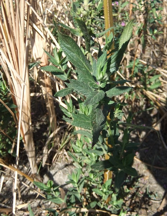 Изображение особи Stachys palustris.