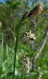 Carex podocarpa