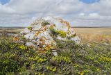 Alyssum lenense